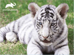 Prime 3D Puzzle Živalski planet: beli tiger 3D 63 kosov