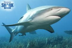 Prime 3D PRIME Shark Perez 3D sestavljanka 150 kosov