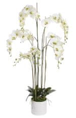 Shishi Bela orhideja s cvetličnim lončkom 155 x 75 cm