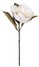 Shishi Bela magnolija 60 cm