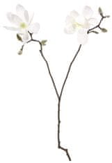 Shishi Bela magnolija z dvema cvetoma 74 cm