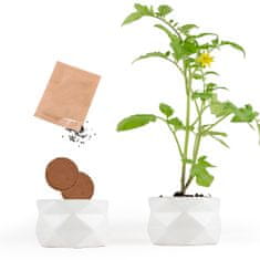Paradižnik, origami lonček za gojenje ekološkega paradižnika