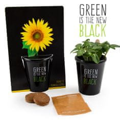 Semena sončnice + črni lonček za gojenje 