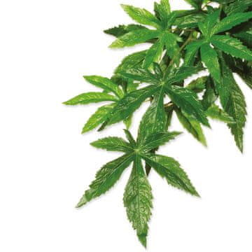 Hagen EXO TERRA Abuliton rastlina srednja 55 cm 1 kos