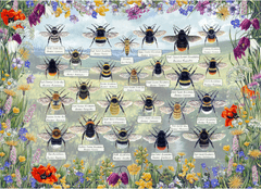 Gibsons Puzzle Brilliant Bees 1000 kosov
