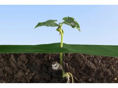 Bellushortus Zelena agrovlakna 1,6 m 100 g/m² z UV 5 m