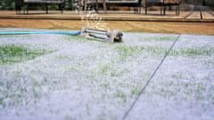 Glaeser trava z volno, za športne površine in igrišča, 1 x 1.2 m (600074)
