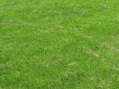 Glaeser trava z volno, za suha območja, 1 x 1.2 m (600109)