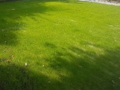 Glaeser trava z volno, za senčne in polsenčne lege, 1 x 1.2 m (600110)