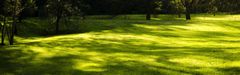Glaeser trava z volno, za senčne in polsenčne lege, 1 x 1.2 m (600110)