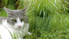 Glaeser trava z volno, za mačke, 1 x 1.2 m (600601)