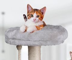 PET Toys mačje drevo in praskalnik za mačke, 62x40x40 cm, 3 nivoji