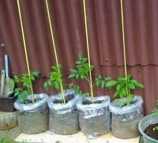 Vrečka za gojenje LDPE prozorna 90 x 130 cm / 0,18 - 10 kosov