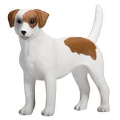 MOJO Jack Russell terier