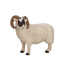 MOJO Hampshire ram