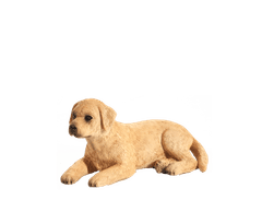 MOJO Mladiček labradorca