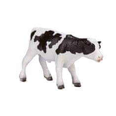 Holsteinsko tele Mojo stoji