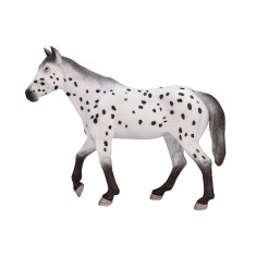 MOJO Appaloosa žrebec