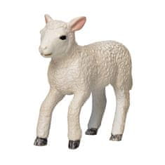 MOJO Lamb Romney močvirje teče