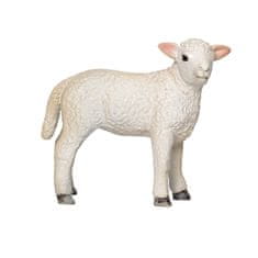 MOJO Lamb Romney močvirje stoji