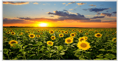 ECOTECH IR grelni panel F600W Fotomotiv Sunflower
