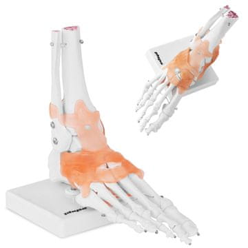 shumee Anatomski model skočnega sklepa z ligamenti v merilu 1:1