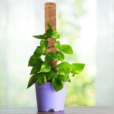 Northix Fleksibilna opora za rastline - 60 cm 