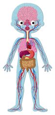 Janod Človeško telo Puzzle 3v1 (50,75,100 kosov)