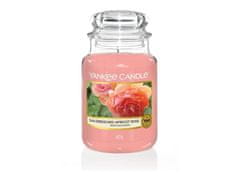 Yankee Candle Sveča Sun-Drenched Apricot Rose 623g