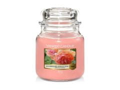 Yankee Candle Sveča Sun-Drenched Apricot Rose 411g