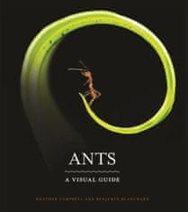 Benjamin Blanchard - Ants