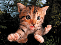 Prime 3D Puzzle Jumping Cat: Fuzzbucket 3D 500 kosov