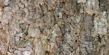 Lucky Reptile plutovinasto ozadje - Grobo 60x30 cm Grobo