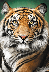 Trefl Tiger Portrait Puzzle 1500 kosov