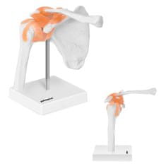 shumee Anatomski model ramenskega sklepa v merilu 1:1