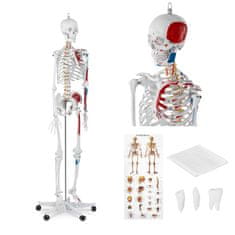 shumee Anatomski model človeškega okostja 180 cm + Anatomski plakat