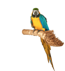 Parrotclub Greda za papige Bambusova greda L 50 cm