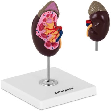 shumee 3D anatomski model ledvice v merilu 1:1