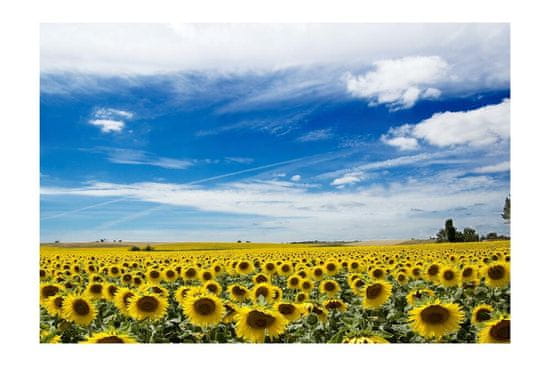 tulup.si Fototapeta Polje sončnic