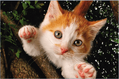 Prime 3D Puzzle Jumping Cat: Jennifer 3D 150 kosov