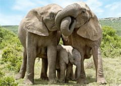 Dino Sestavljanka Družina slonov 1000 kosov