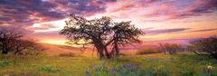 Heye Panoramska sestavljanka Oak, Columbia Hills State Park 2000 kosov