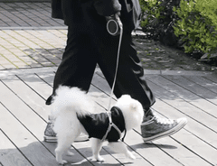 Purlov avtomatski raztegljiv povodec za psa, do 15 kg, 5 m (19788)