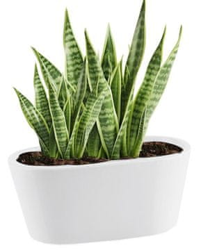 shumee Keramični cvetlični lonček žleb bel 21 cm Piano