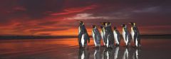 Heye Panoramska sestavljanka Kraljevi pingvini 1000 kosov