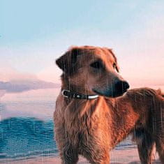 Netscroll Svetleča pasja ovratnica, CollarLed, 44 cm S