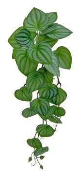 Shishi Vejica peperomije zeleno-bela 54 cm