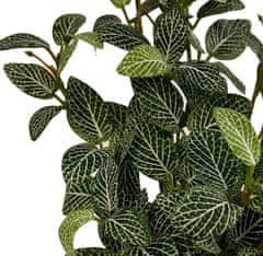 Shishi Grm Phytonia zeleno - bel 30 cm
