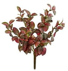Shishi Phytonia grm zeleno - roza 30 cm