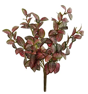 Shishi Phytonia grm zeleno - roza 30 cm